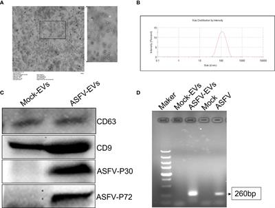 Functional Analysis and Proteomics Profiling of Extracellular Vesicles From Swine Plasma Infected by African Swine Fever Virus